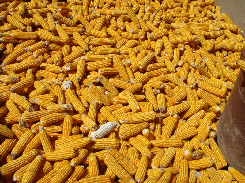 玉米.jpg image