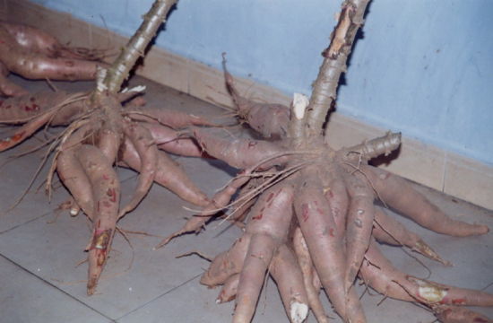 木薯.jpg 木薯.jpg